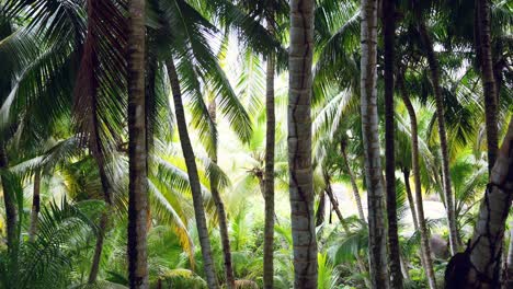 Mahe-Seychelles,-Coconut-palm-trees-on-a-walking-footpath-in-the-forest