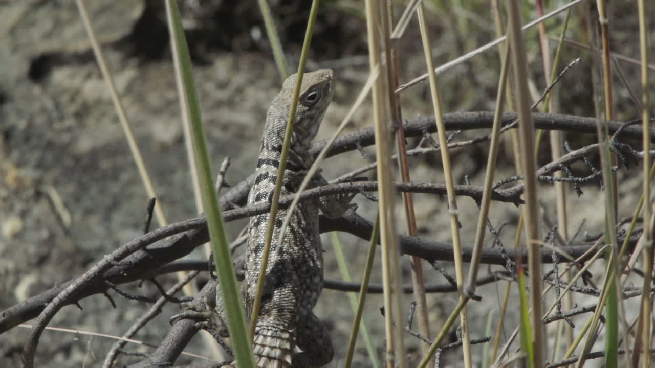 Стоковое видео категории «Премиум» — Шипохвостая ящерица неподвижно сидит  на ветке на мадагаскаре, наполовину скрытая травинками, наблюдая за  окружающей обстановкой, средний снимок
