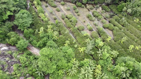 Mahe,-Seychelles-Increíble-Dron-Revela-Tiro-Mod-Múltiples-Pequeños-Arroyos-De-Río-Sobre-Exuberantes-Vegetaciones,-Un-Movimiento-Cinematográfico-De-Revelar-El-Bosque