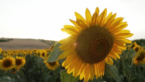 Nahaufnahmemakro-Einer-Sonnenblume,-Die-Auf-Dem-Feld-Der-Landschaft-Blüht