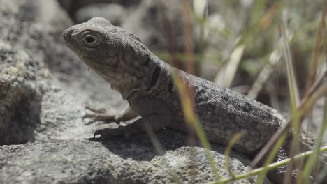 side-view-of-spiny-tailed-lizard-on-rocky-ground-moving-head