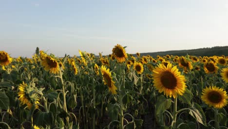 Schwenk-Durch-Plantage-Mit-Blühenden-Sonnenblumenfeldern