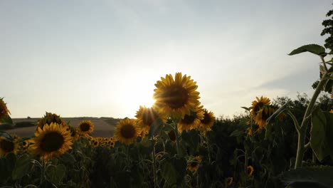 Blühende-Sonnenblumenfelder-Vor-Hellem-Sonnenaufgangshimmel.-Nahaufnahme
