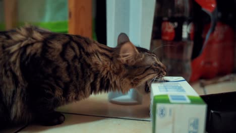 A-close-up-shot-of-a-wild-Maine-Coon-black-and-brown-tiger-colors-fluffy-cat-with-big-teeth,-hunting-and-biting-a-milk-carton-box,-home-pet,-kitchen-floor,-slow-motion-4K-video