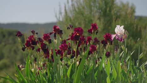 Fuchsia-Rote-Lilien-Im-Frühjahr