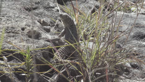 spiny-tailed-lizard-on-rocky-ground-in-Madagascar,-half-hidden-by-some-blades-of-grass-turning-head-and-watching-surroundings,-view-from-behind,-medium-shot