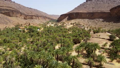 Palm-Tree-Forest-in-Terjit-Sahara-Desert-Oasis-in-Mauritania,-Africa---Aerial-Flight