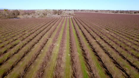 almond-orchard-aerial-push-in-near-modesto-california