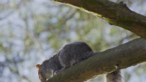 Squirrel-scratching-on-a-tree-branch,-close-up-view