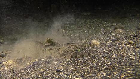 Spotted-flathead-digging-in-by-kicking-up-sand-during-night-on-sandy-bottom-in-the-ocean