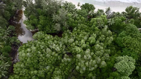 Mahe-Seychelles-Filmische-Rotierende-Drohne-Schoss-über-üppige-Vegetation-Und-Einen-Kleinen-Fluss,-Spiegelte-Das-Wasser-Und-Enthüllte-Den-Strand