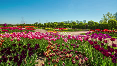 Zeitraffer-Von-Menschen,-Die-Sich-In-Einem-Tulpenblumengarten-Bewegen