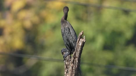 Cormorant-in-tree---relaxing--waiting--food-