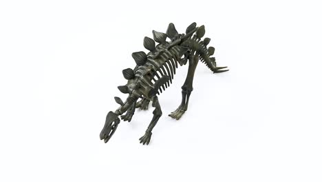 Video-De-Fondo-Blanco-De-Esqueleto-De-Estegosaurio