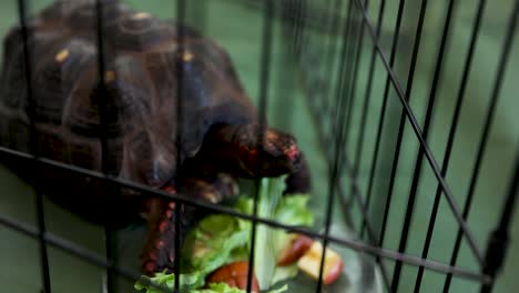 Caged-Pet-Domesticated-Turtle-Eating-Lettuce,-Close-up