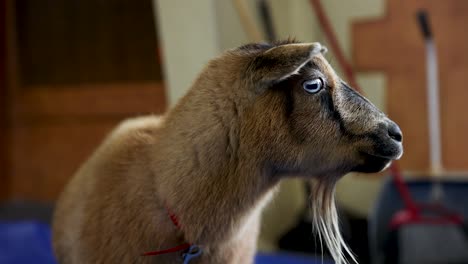 Adorable-Nigerian-Dwarf-Goat-with-Blue-Eyes-at-Petting-Zoo,-Close-up