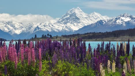 Lupin-flowers-at-Lake-Pukaki-and-Mount-Cook-in-background,-New-Zealand