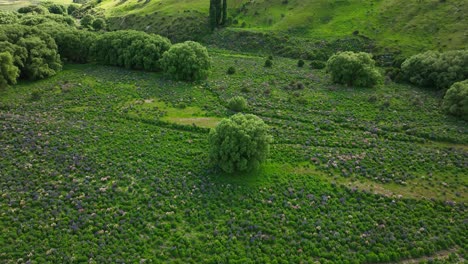 Campo-De-Flores-De-Lupino-Pradera-Verde-Con-árbol-Solitario-En-El-Medio,-Nueva-Zelanda,-Antena