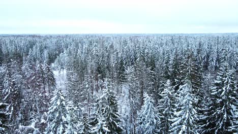 Winter-Forest-drone-Estonia-flying-up