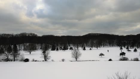 Unfruchtbarer-Winterwald-In-Michigan