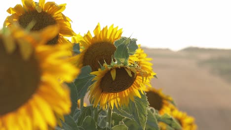 Sunflowers-In-The-Field-Dancing-On-The-Soft-Blowing-Wind