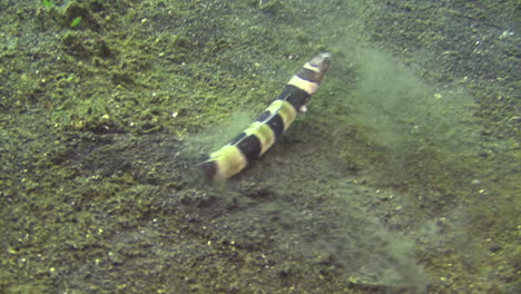 Underwater-shot-of-Banded-snake-eel-hiding-in-sandy-bottom-by-moving-backwards-until-disappearing-completely