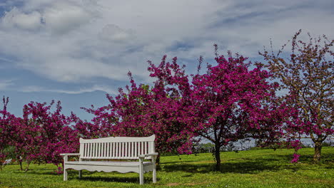 Timelapse-of-fast-moving-clouds-in-a-blue-sky-with-cherry-blossom-trees-and-white-bench
