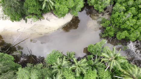 Mahe,-Seychelles-amazing-drone-shot-of-river-over-lush-vegetations-near-the-shore,-coconut-palm-trees-and-other-tropical-plants