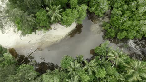 Mahe,-Seychelles-amazing-drone-shot-of-river-over-lush-vegetations-near-the-shore,-coconut-palm-trees-and-other-tropical-plants