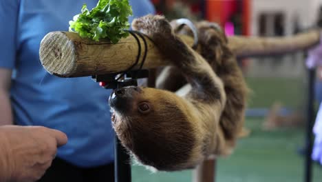 Animal-Trainer-Feeding-Costa-Rica-Sloth-at-Rescue-Sanctuary
