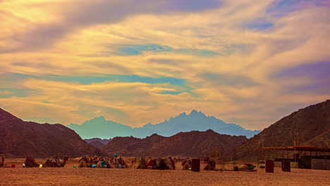 Camels-in-Egypt's-arid-desert-landscape-waiting-to-take-tourists-for-a-ride---cloudscape-time-lapse