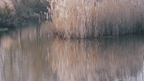 Sonnenaufgang-über-Einem-Teich-Mit-Weißen-Blumen-Schatten-Im-Wasser-Mit-Waldhintergrund