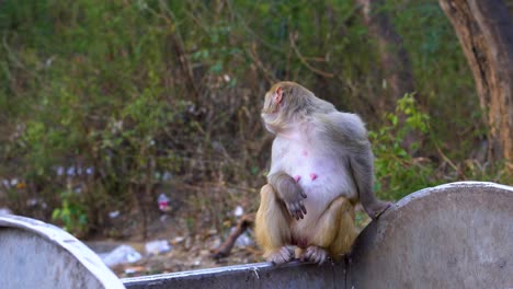 Monkey-is-eating-food-from-Dustbin---Wild-monkeys-grab-food-from-the-dustbin