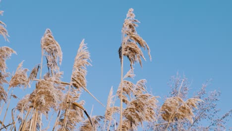 Gras,-Das-Sanft-Vom-Kalten-Winterwind-Bewegt-Wird,-Nahaufnahme