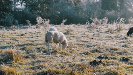 Herd-of-sheeps-grazing-on-frozen-field-in-Thetford,-UK