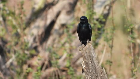 Drongos---black-in-pond-area-waiting-for-pry-