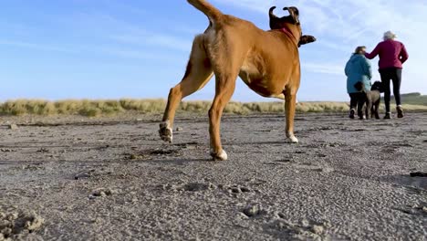 A-boxer-dog-runs-with-a-stick-and-people-walking-on-a-sandy-beach-in-Ireland-in-slow-motion