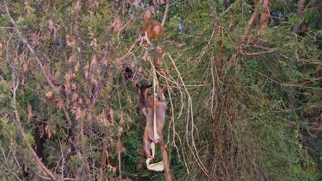 Affenmutter-Spielt-Mit-Dem-Affenbaby-über-Dem-Baum