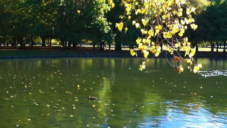 Golden-leaves-of-Autumn-slowly-falling-into-lake---Hagley-Park,-Christchurch