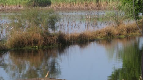 View-Of-Waterlogged-Fields-In-Sindh-With-Blurred-Person-Walking-Past-In-Foreground