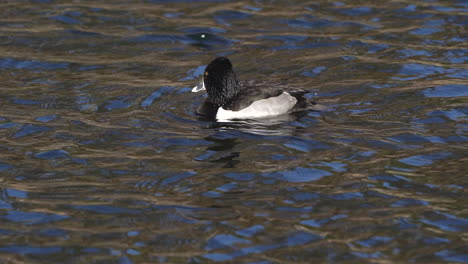 Ring-necked-duck-diving-in-a-river