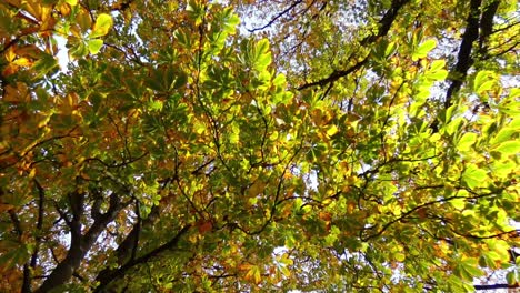 Early-Autumn-walk-underneath-oak-trees-revealing-numerous-colors-of-leaves---Hagley-Park,-Christchurch