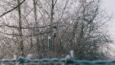 Aves-Silvestres-Que-Usan-Nidos-Como-Refugio-En-El-Frío-Invierno-De-Thetford,-Inglaterra