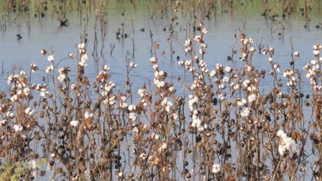 White-Buds-On-Cotton-Plants-In-Flooded-Fields-In-Sindh,-Karachi