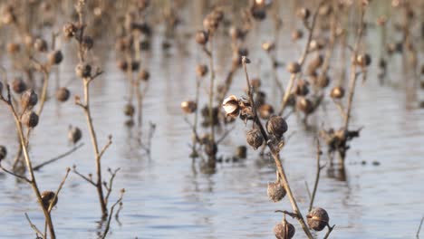 Close-Up-View-Of-Dead-Cotton-Plants-In-Floodwaters-In-Sindh,-Pakistan
