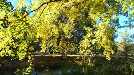 Branch-of-beautiful-golden-leaves-droops-towards-river-in-early-morning---Hagley-Park,-Christchurch