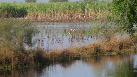 View-Of-Waterlogged-Fields-In-Sindh-With-Crops-Seen-In-Background