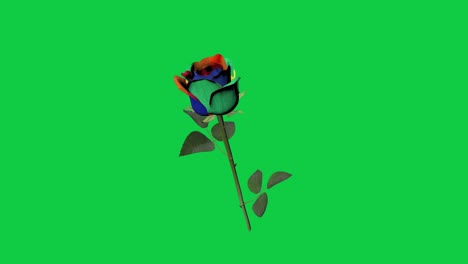 Lgbt-Rotierende-3d-Isolierte-Rosenblume-Mit-Mehrfarbigen-Blütenblättern-Und-Grünem-Bildschirm-Für-Chroma-key-Im-Hintergrund