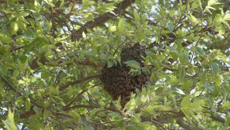 Ball-of-Bees-Close-up-in-Tree