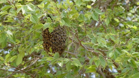 Close-Up-of-Ball-of-Bees-in-a-Tree